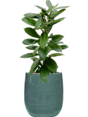 CC0060620