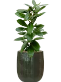 CC0060623