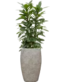 CC0060696