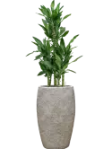 CC0060699