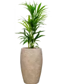 CC0060705