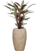CC0060729