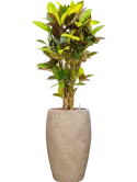 CC0060765