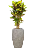 CC0060768