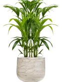 CC0061011