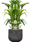 CC0061014