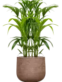 CC0061017
