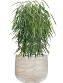 CC0061029