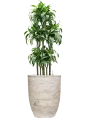 CC0061175