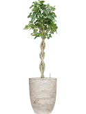 CC0061196