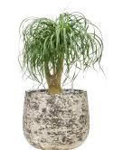 CC0061202