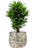 CC0061205