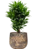 CC0061208