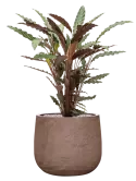 CC0061232