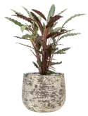 CC0061235