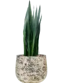 CC0061280