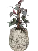 CC0061347