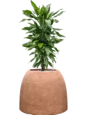 CC0061423
