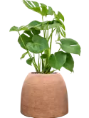 CC0061444