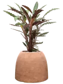 CC0061447