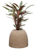 CC0061450