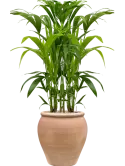 CC0061767