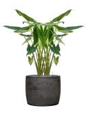 CC0061803