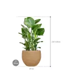 CC0061836_1