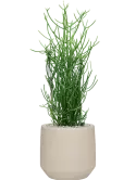 CC0061981