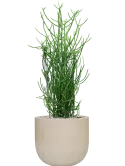 CC0061984