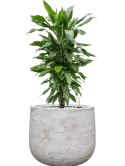 CC0062059