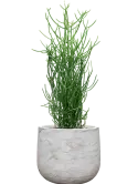 CC0062071