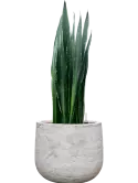 CC0062083
