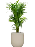 CC0062137