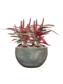 CC0062300