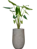CC0063069