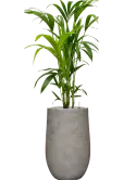 CC0063093