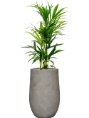 CC0063105