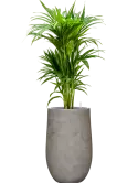 CC0063108