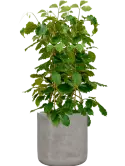 CC0063168