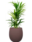 CC0063781