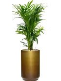 CC0064171