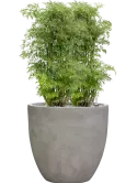CC0064493