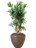 CC0065020