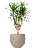 CC0065504