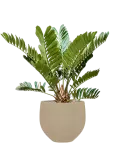 CC0065898