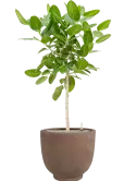 CC0066019