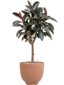 CC0066037