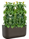 CC0066181