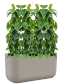 CC0066184